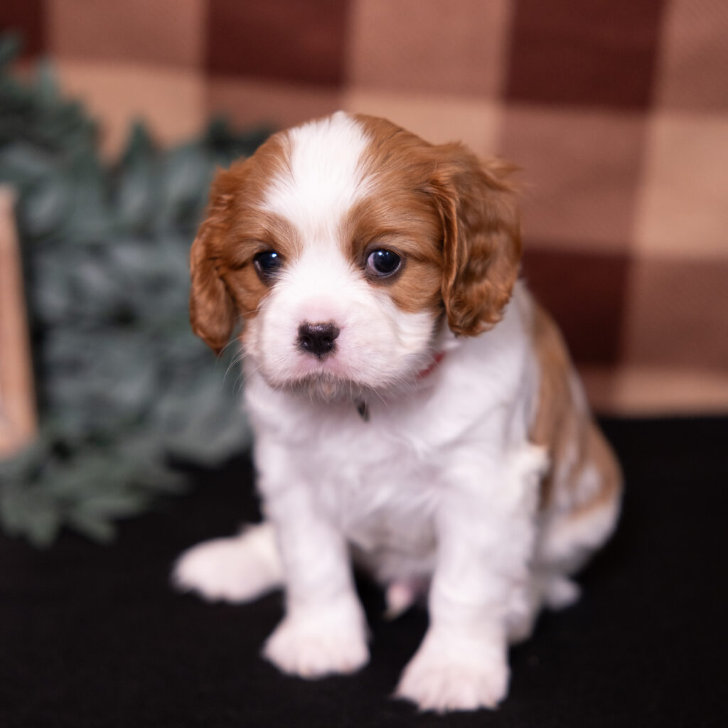 blenheim cavalier king charles spaniel puppy for sale lancaster pa