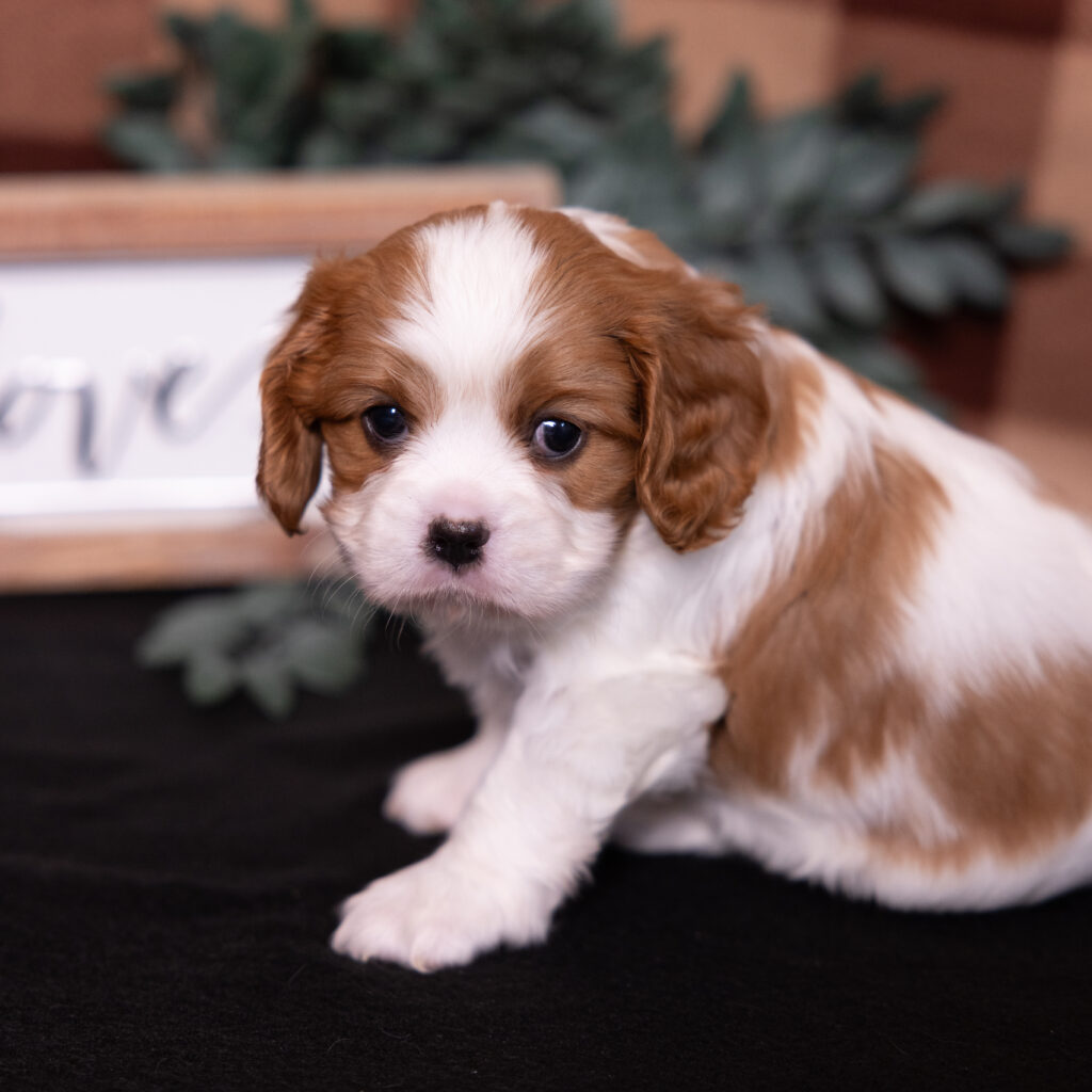 blenheim cavalier king charles spaniel puppy for sale near lancaster