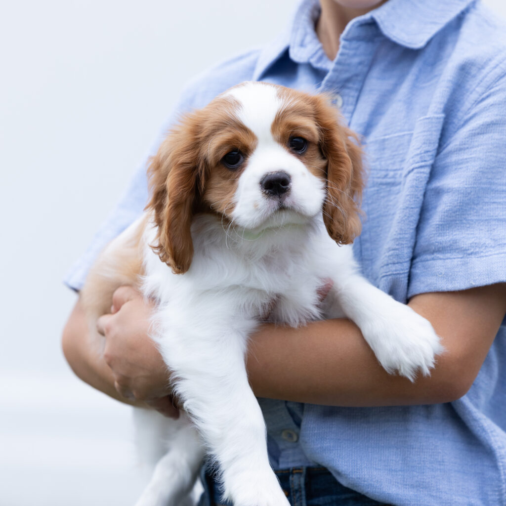 blenheim cavalier king charles spaniel puppy for sale near me