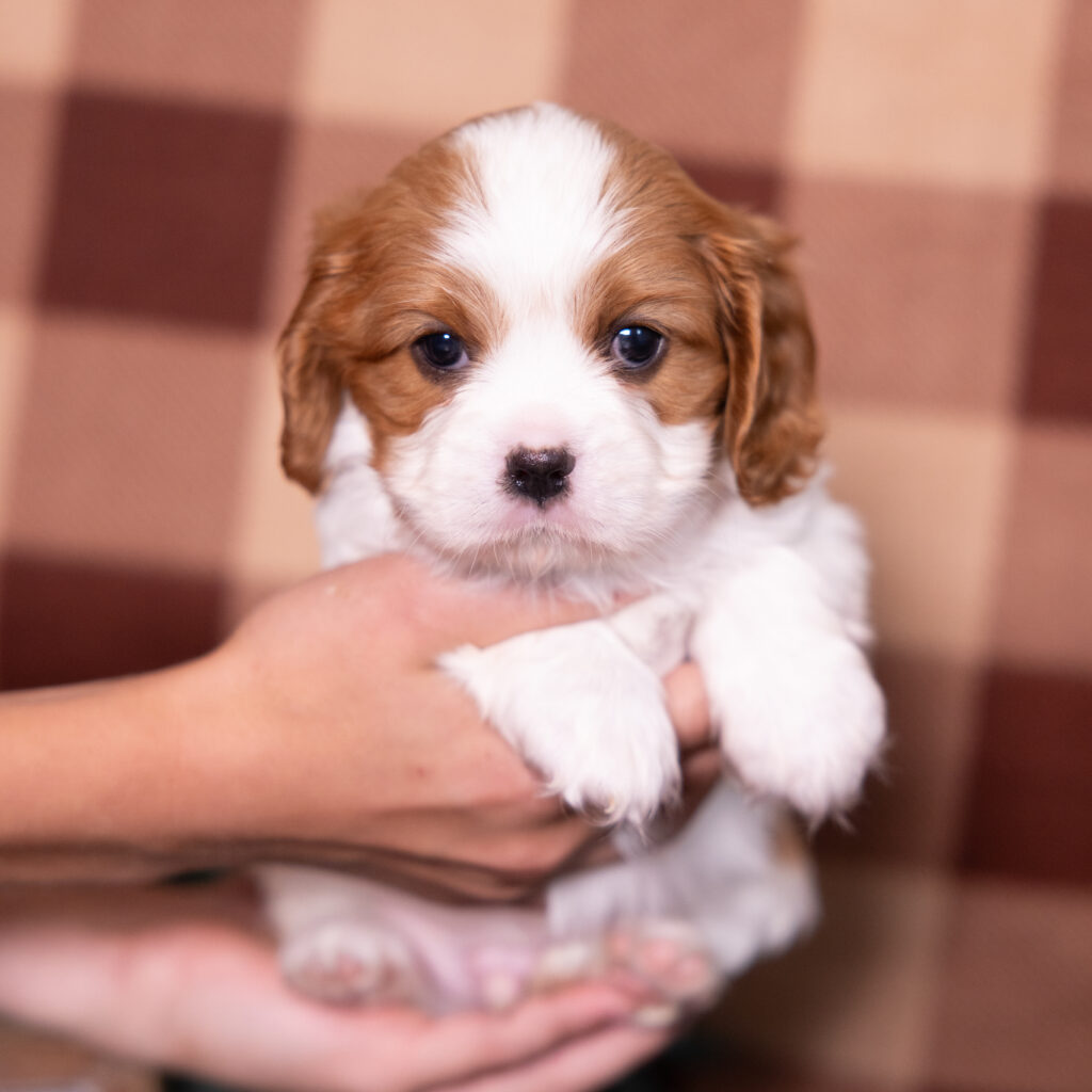 blenheim cavalier king charles spaniel puppy for sale near me