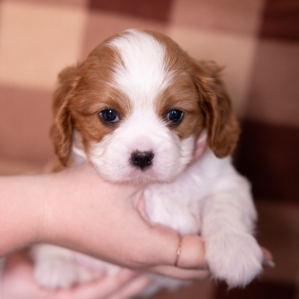 blenheim cavalier king charles spaniel puppy for sale pa