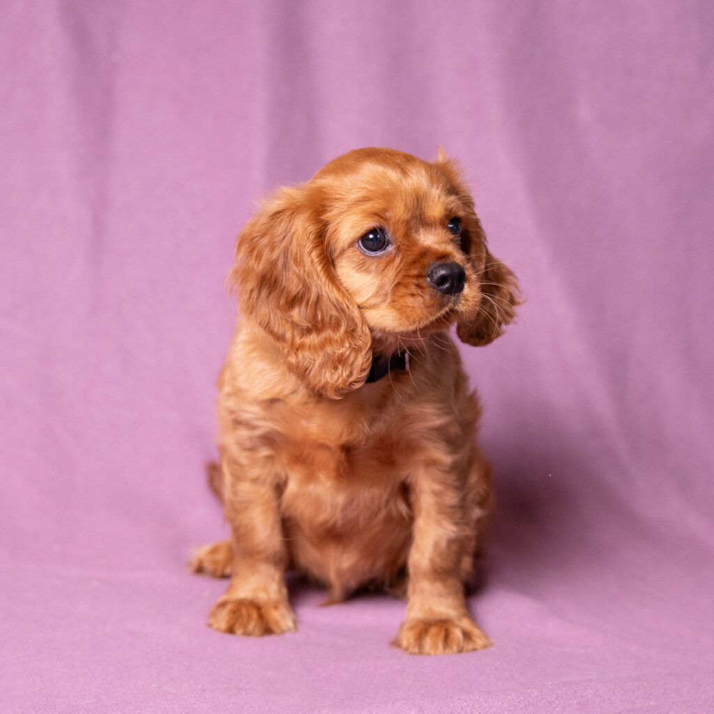 buy cavalier king charles spaniel breeders near me