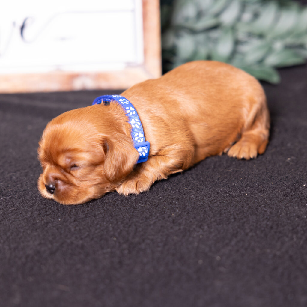 buy cavalier puppies