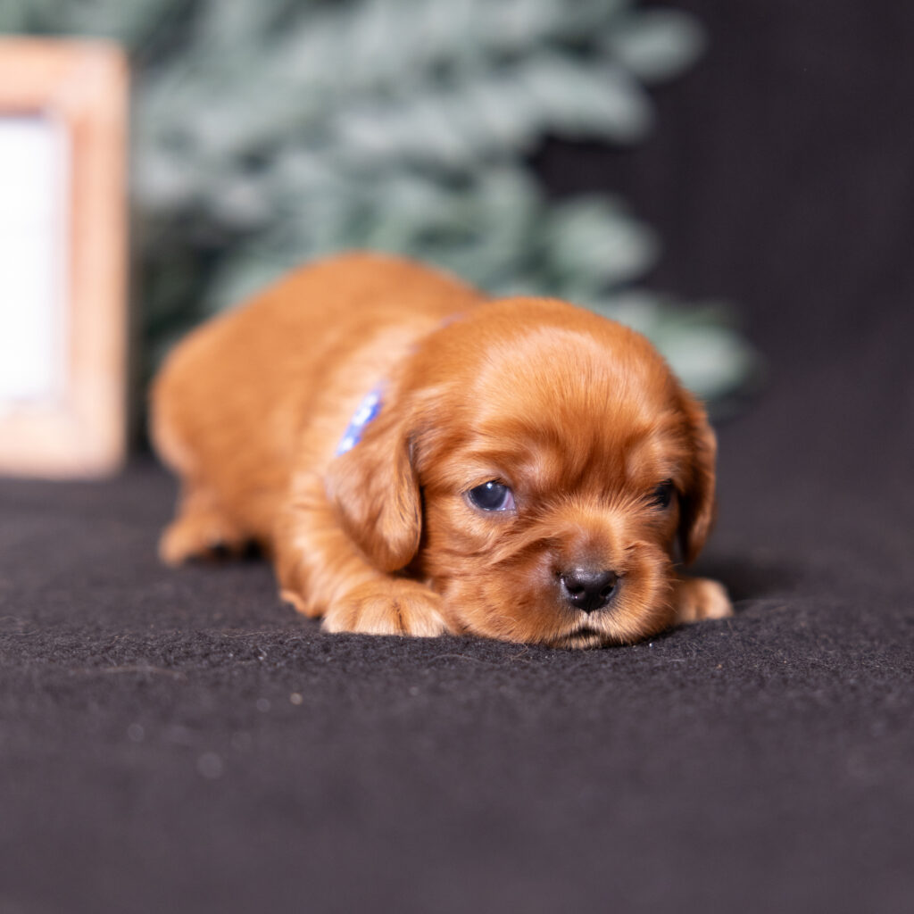 buy cavalier puppies lancaster pa