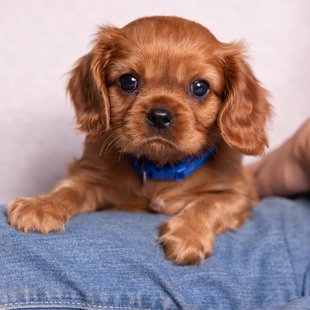 buy cavalier puppy