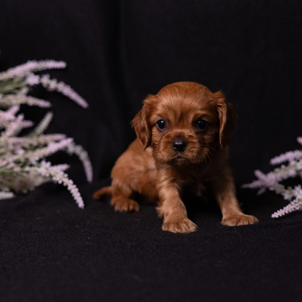 buy cavalier puppy