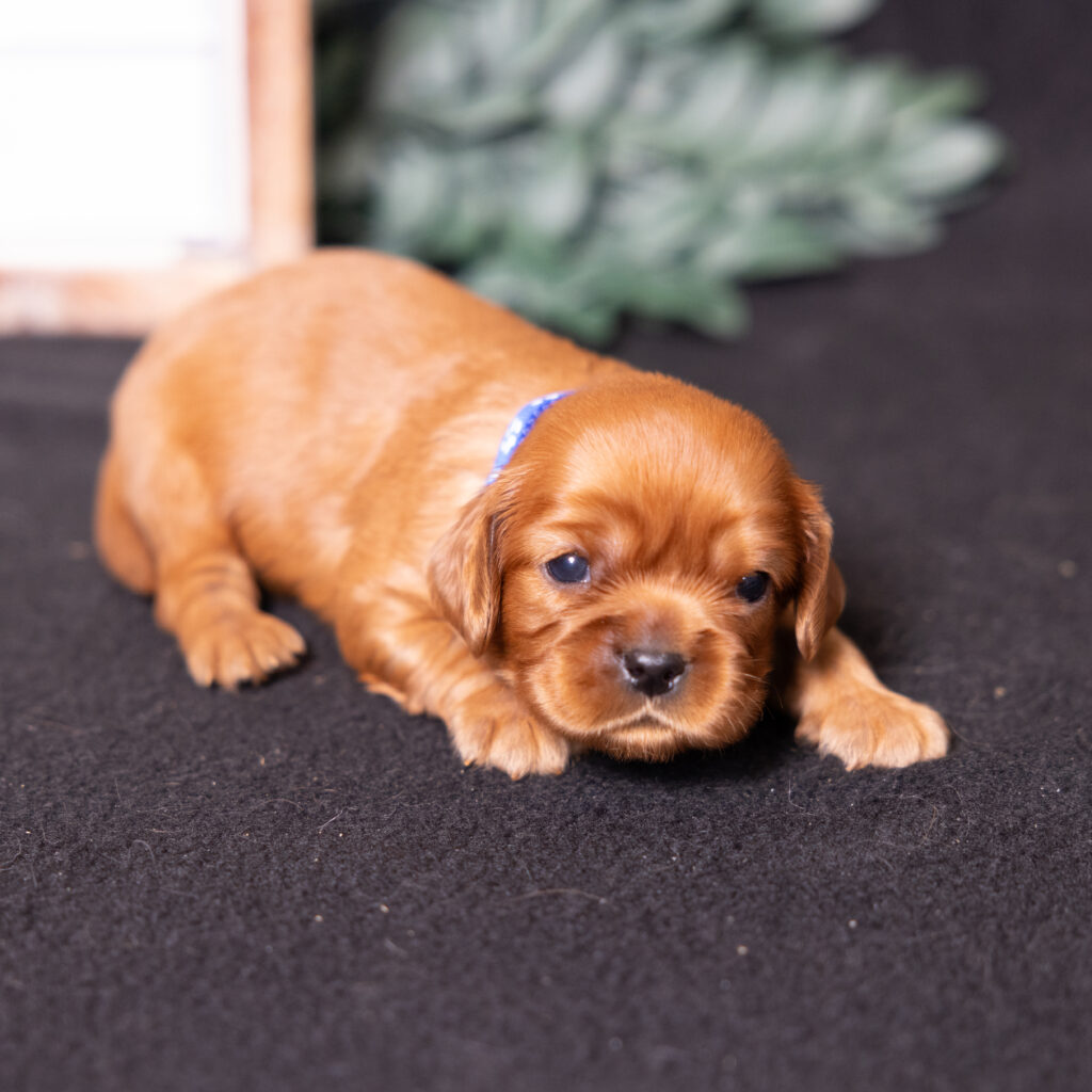 buy cavalier puppy pa