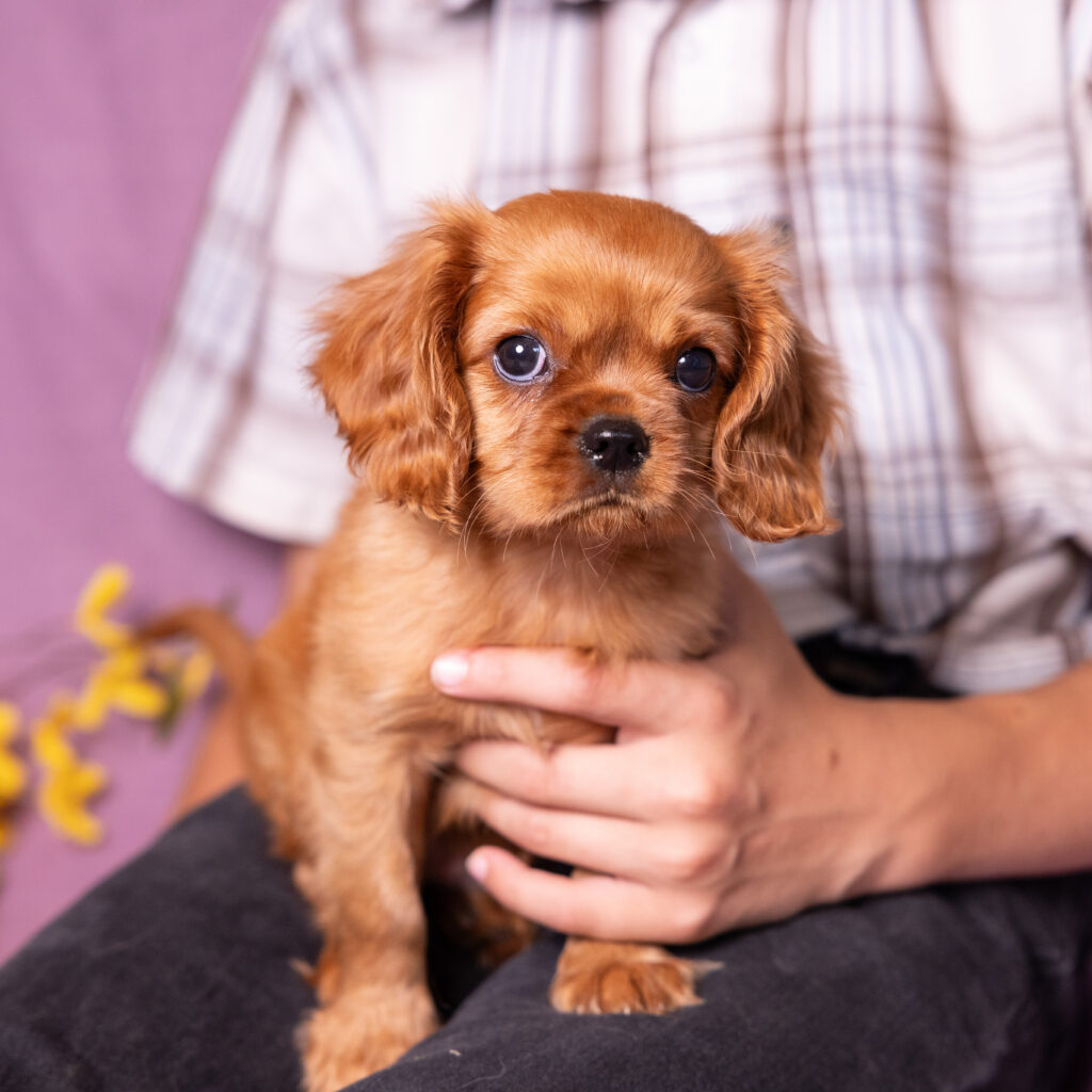 buy cavalier puppy lancaster