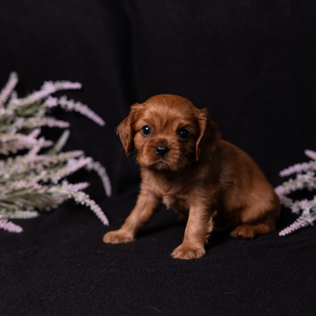buy cavalier puppy lancaster