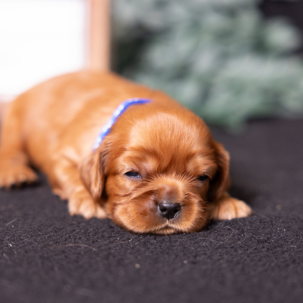 buy cavalier puppy lancaster