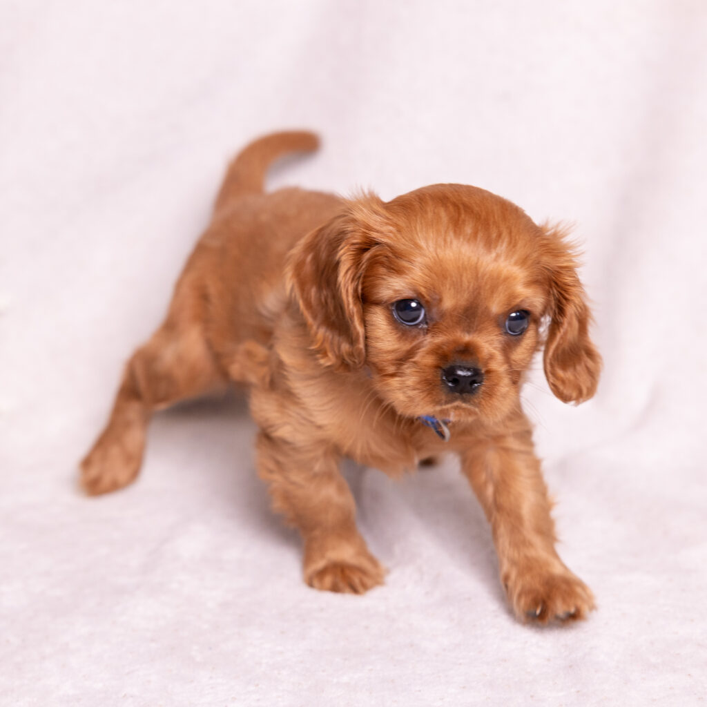 buy cavalier puppy lancaster