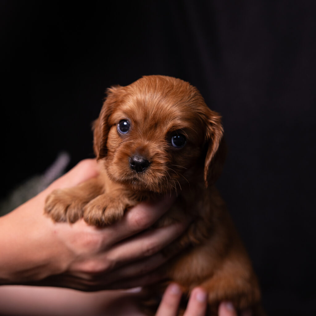 buy cavalier puppy lancaster pa