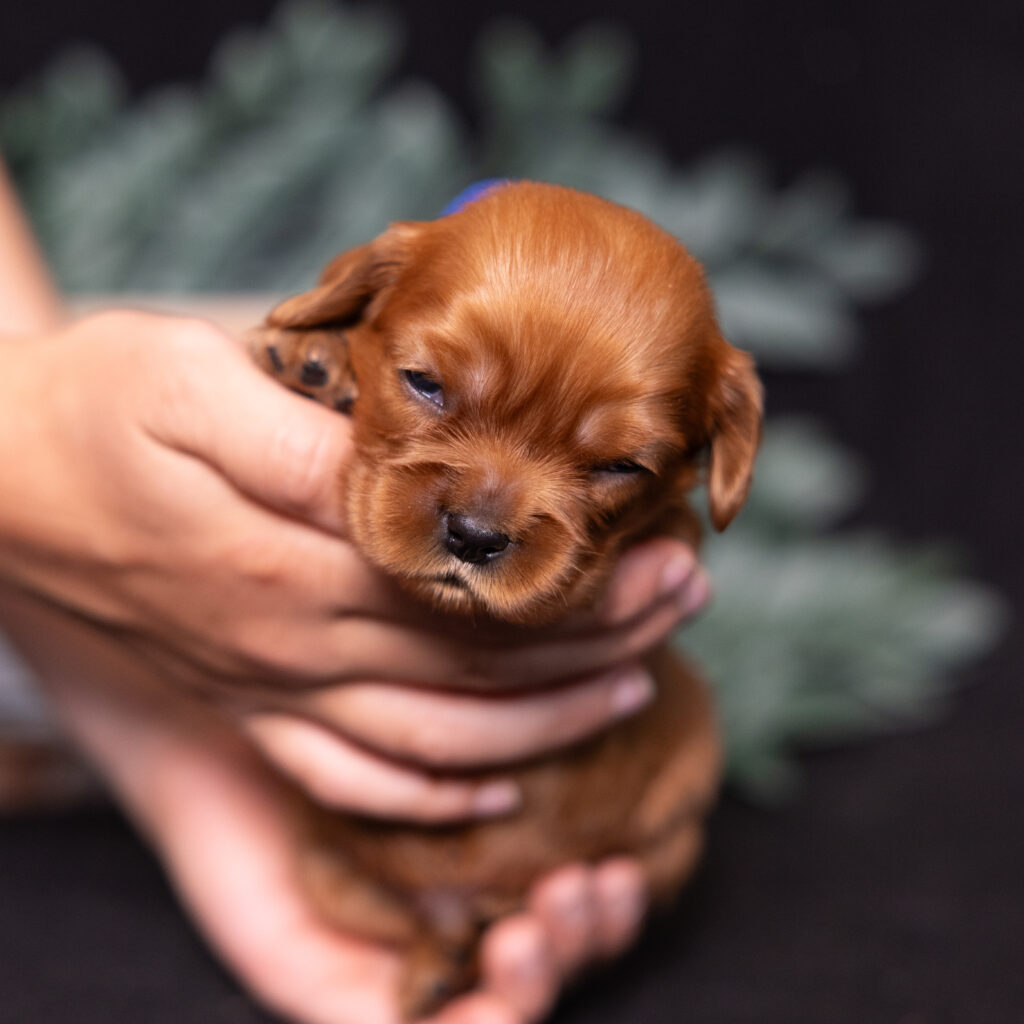 buy cavalier puppy lancaster pa
