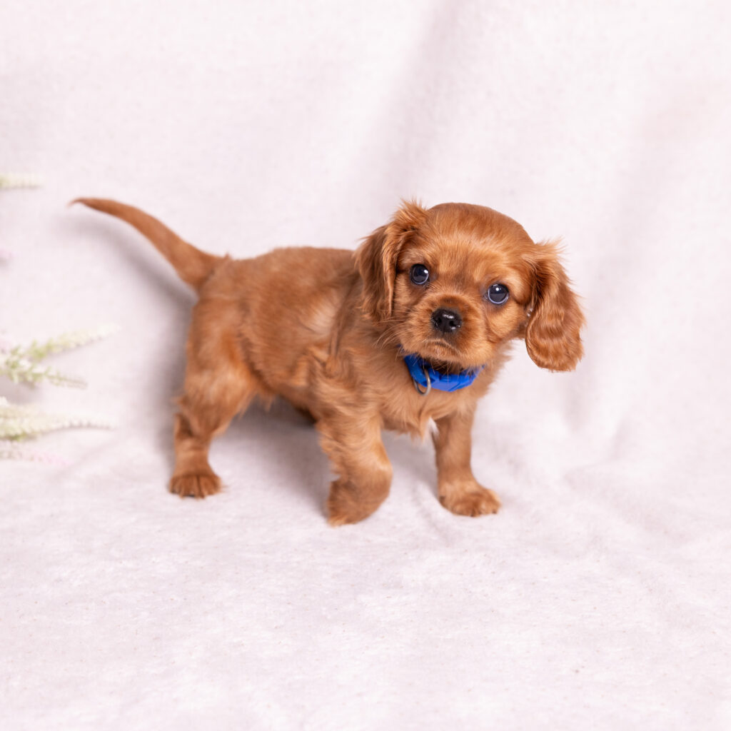buy cavalier puppy lancaster pa