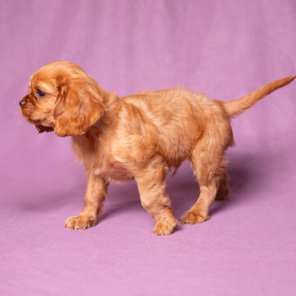 buy cavalier puppy lancaster pa