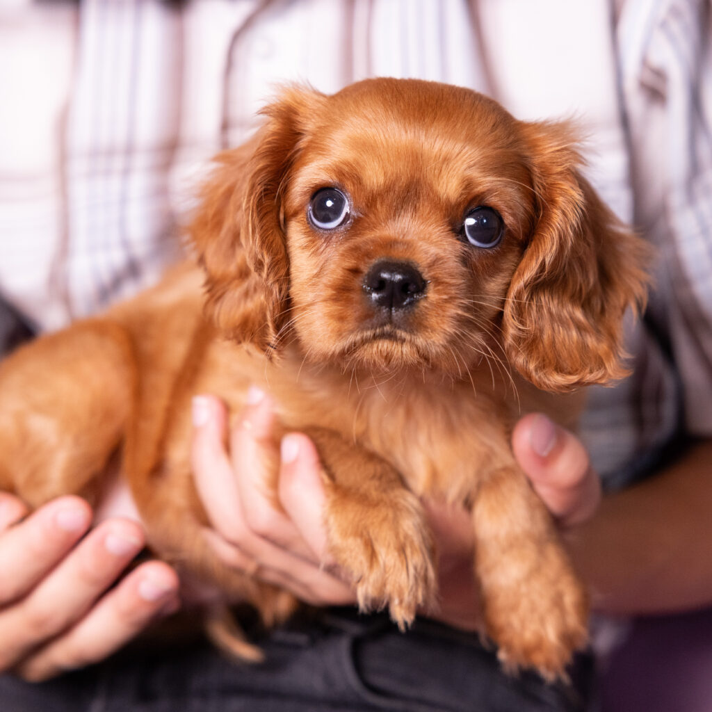 buy cavalier puppy lancaster pa AKC