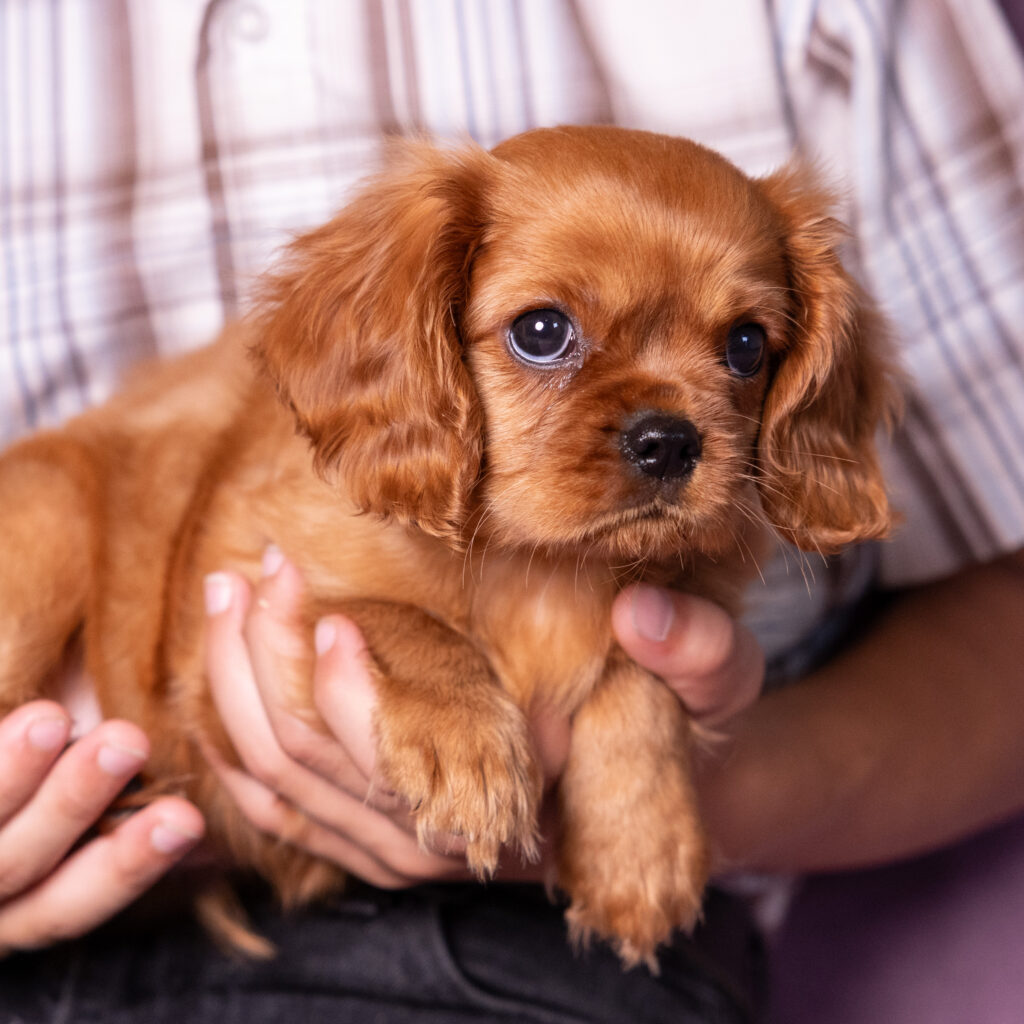 buy cavalier puppy lancaster pa breeder