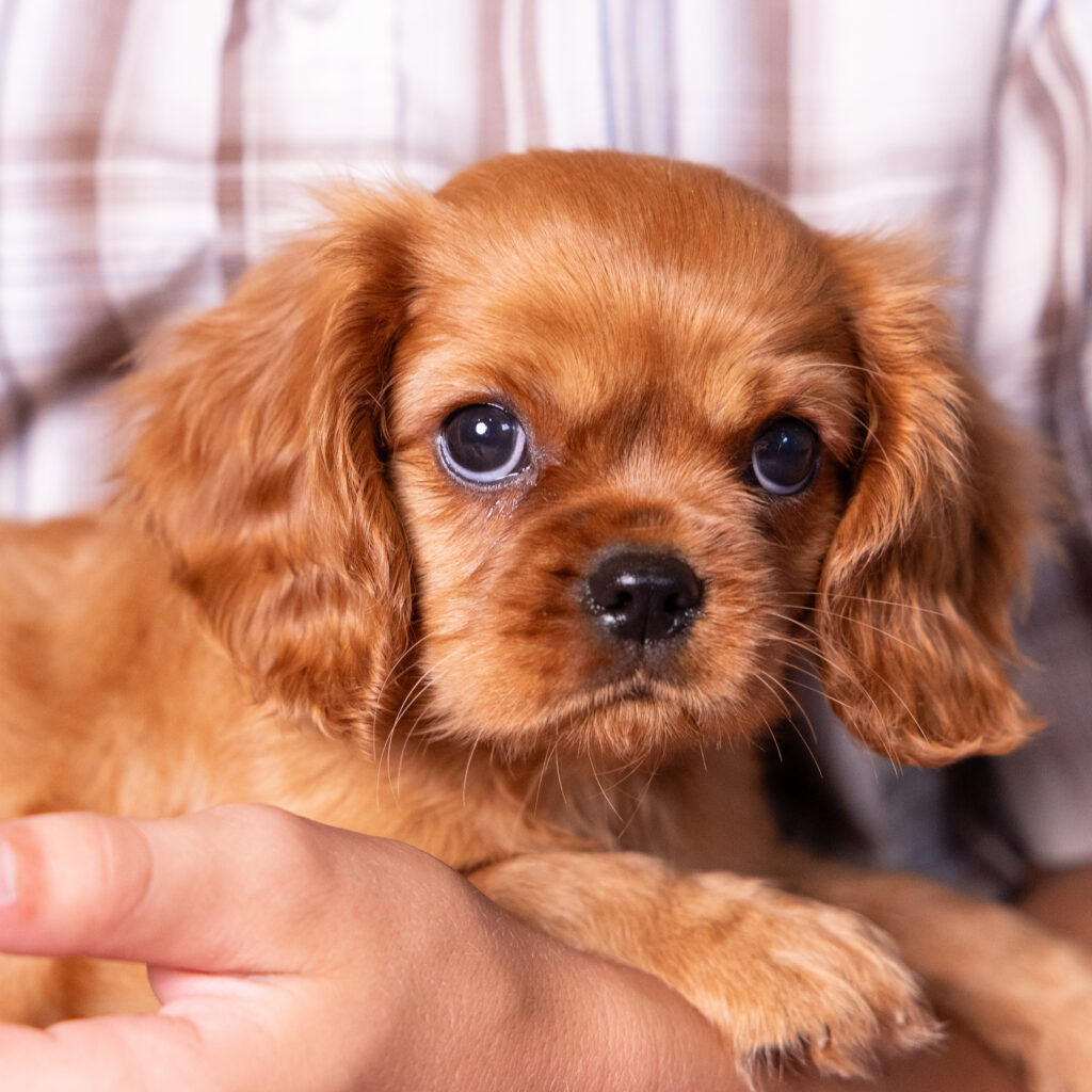 buy cavalier puppy lancaster pa now