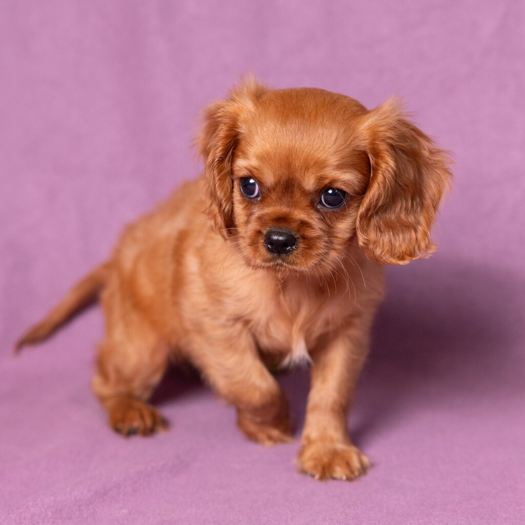 buy cavalier puppy lancaster pa this weekend