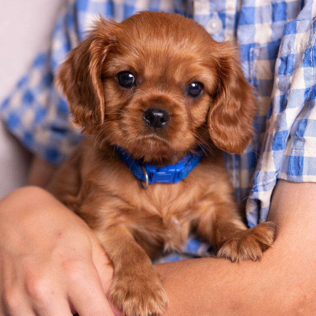 buy cavalier puppy near me