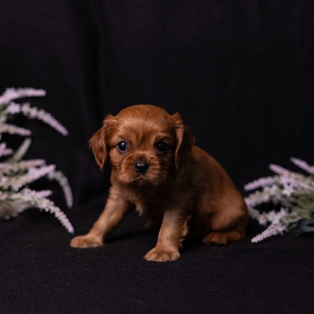 buy cavalier puppy pa