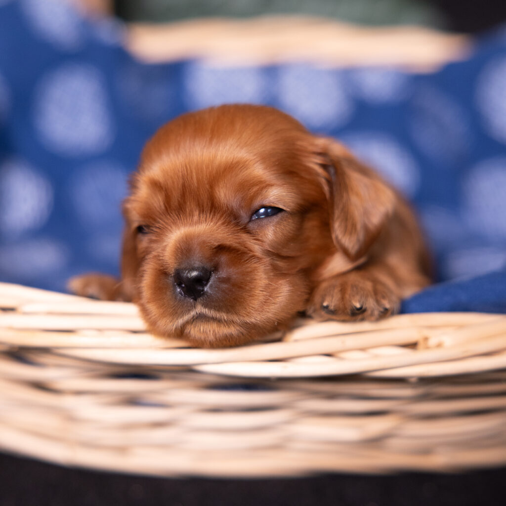 buy cavalier puppy pa