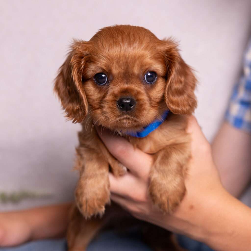 buy cavalier puppy pa