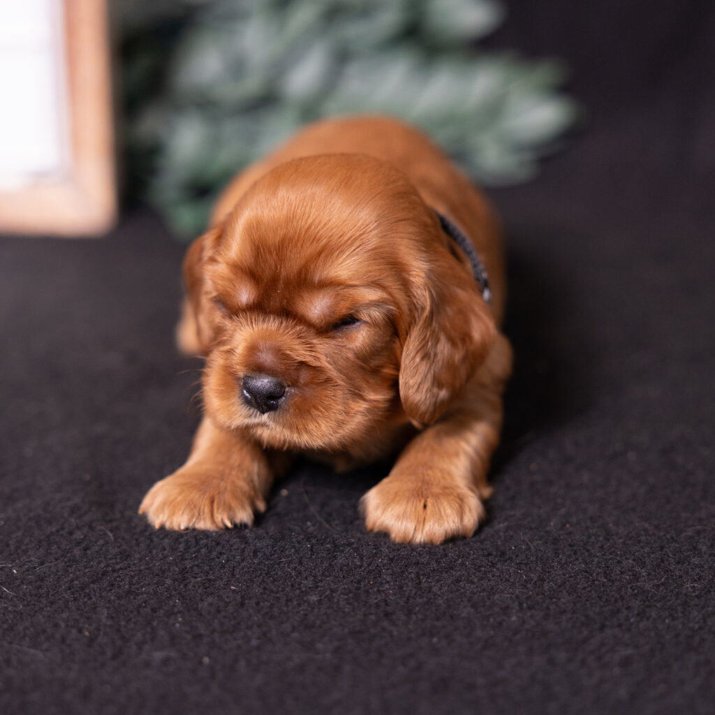 cavalier breeders near me