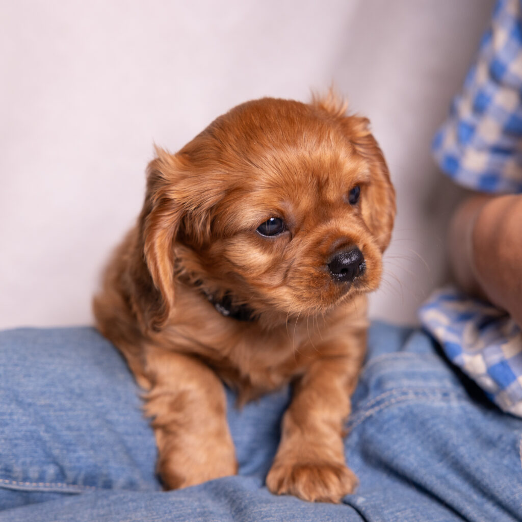 cavalier king charles spaniel breeders