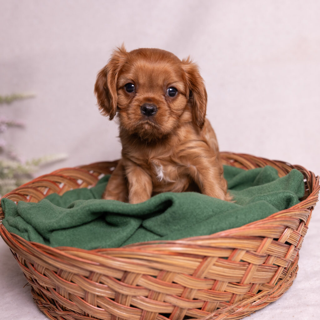 cavalier king charles spaniel breeders