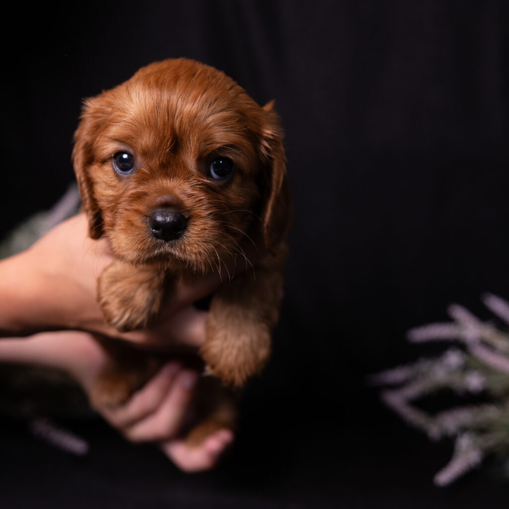 cavalier king charles spaniel breeders