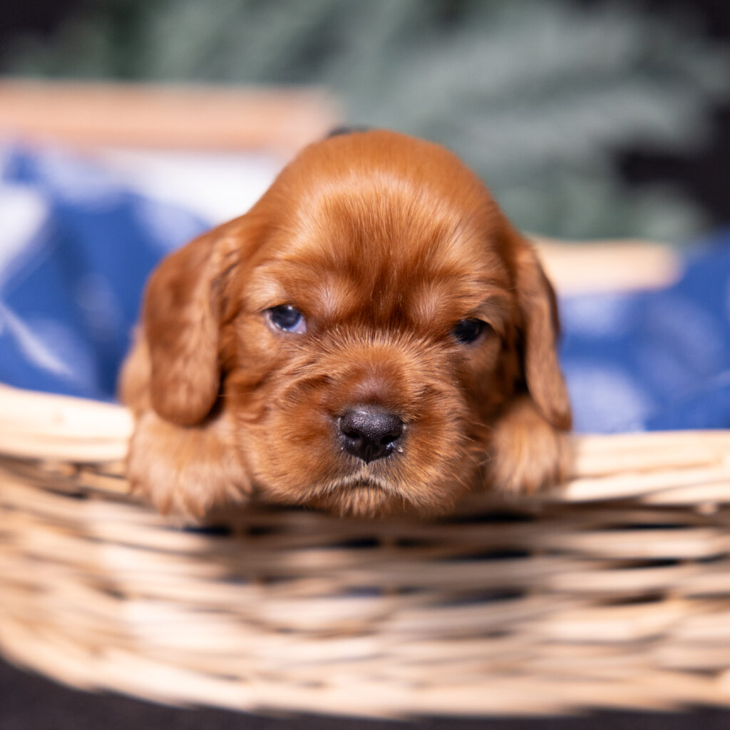cavalier king charles spaniel breeders