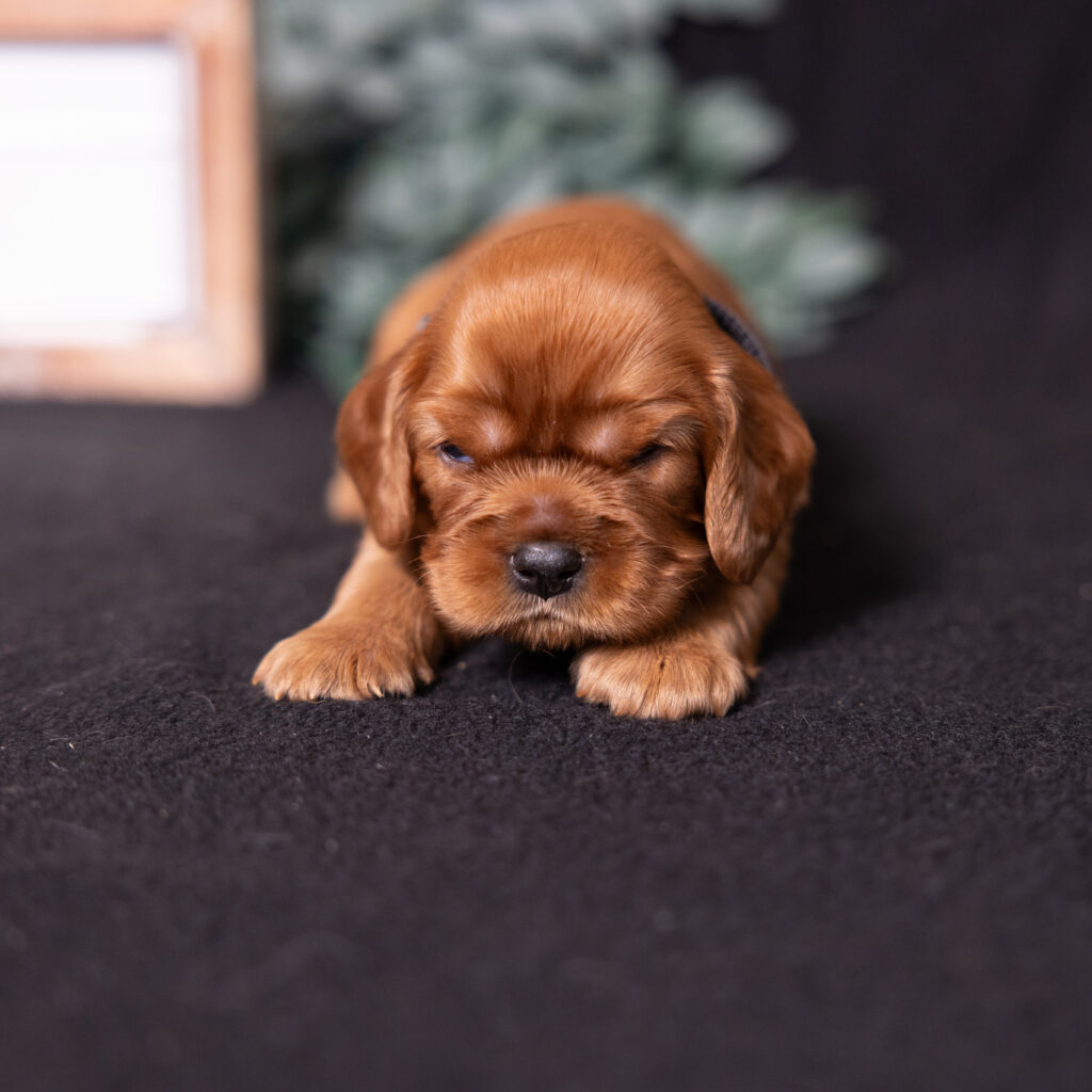 cavalier king charles spaniel breeders lancaster