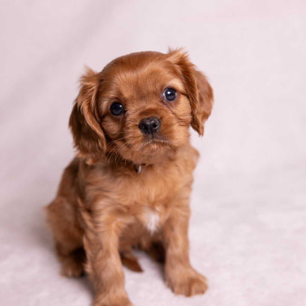 cavalier king charles spaniel breeders near NYC
