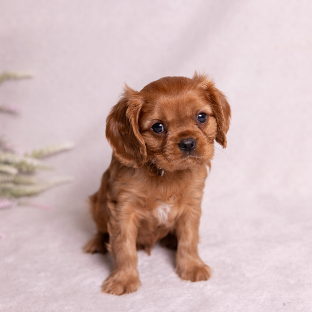 cavalier king charles spaniel breeders near lancaster