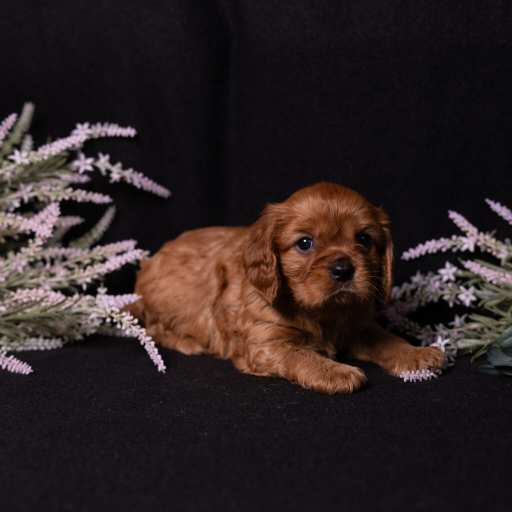 cavalier king charles spaniel breeders near lancaster