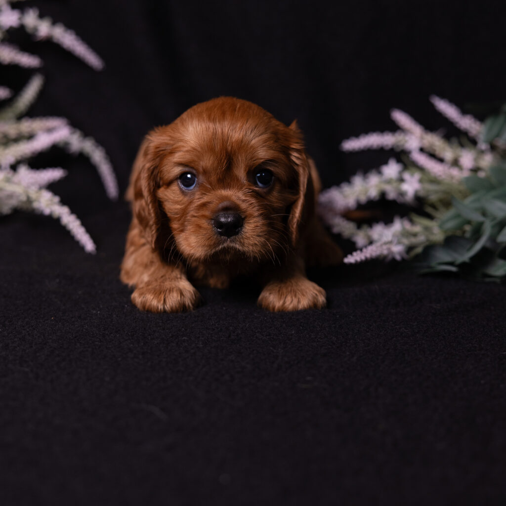 cavalier king charles spaniel breeders near me