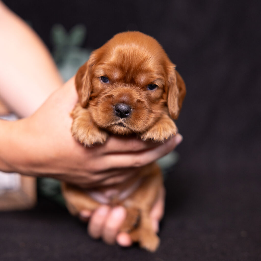 cavalier king charles spaniel breeders near me