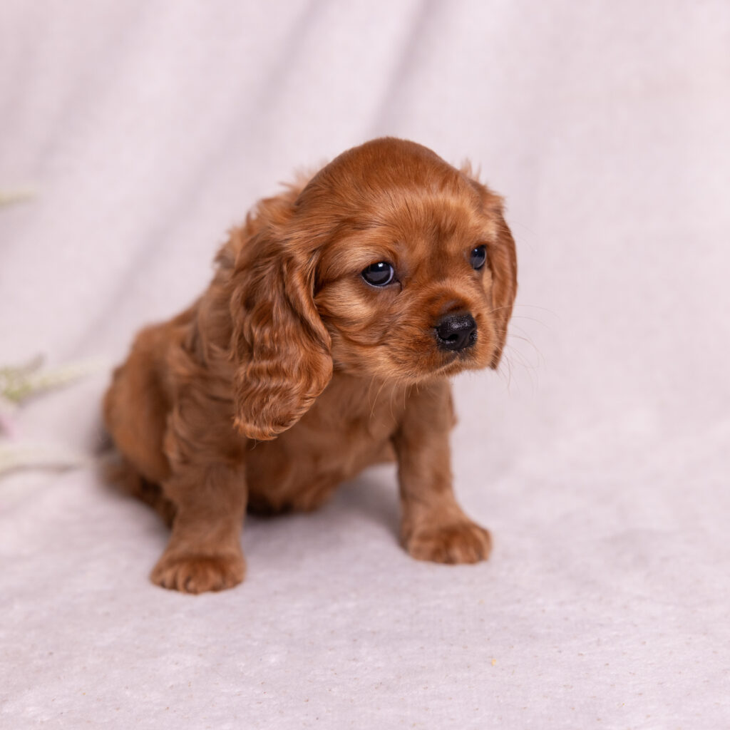 cavalier king charles spaniel breeders near me