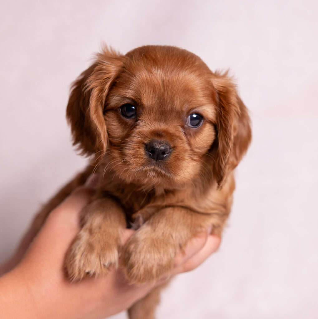cavalier king charles spaniel breeders near me