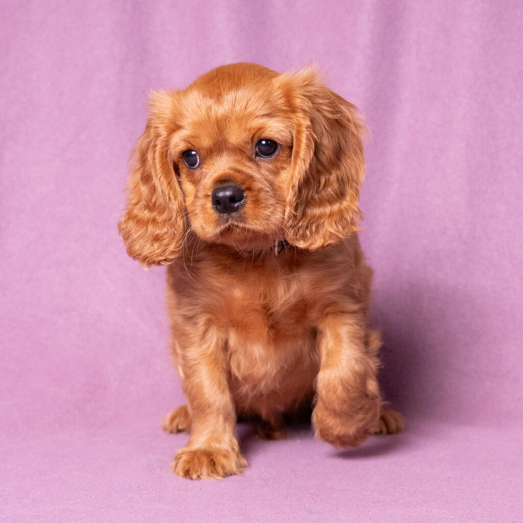 cavalier king charles spaniel breeders near me