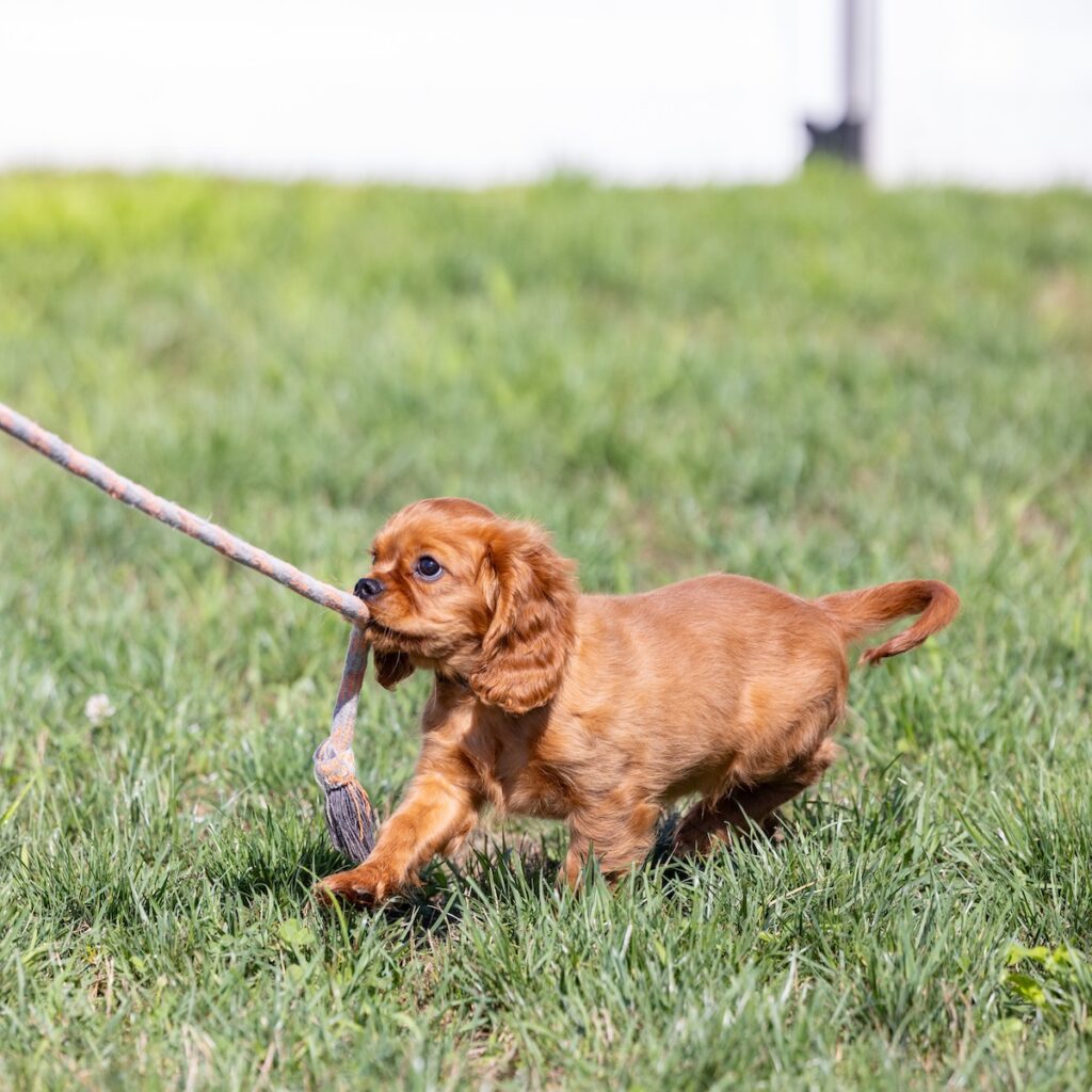 cavalier king charles spaniel breeders near me