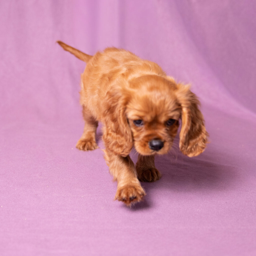 cavalier king charles spaniel breeders near me for sale