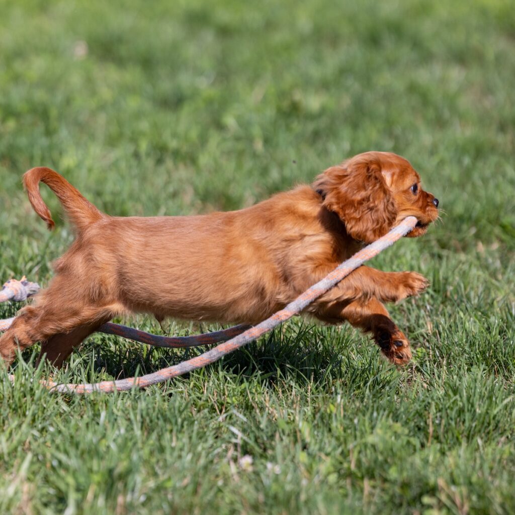 cavalier king charles spaniel breeders near me md