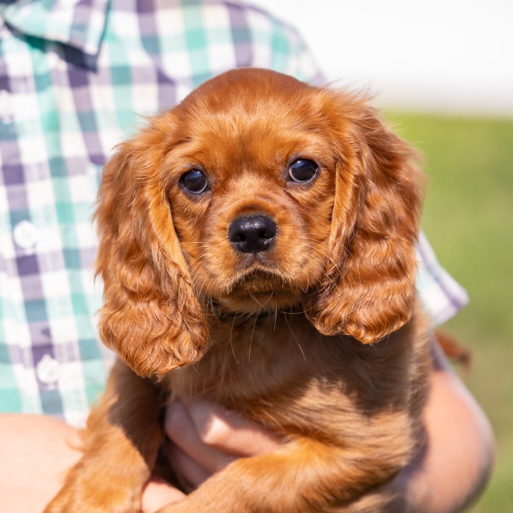 cavalier king charles spaniel breeders near me ny