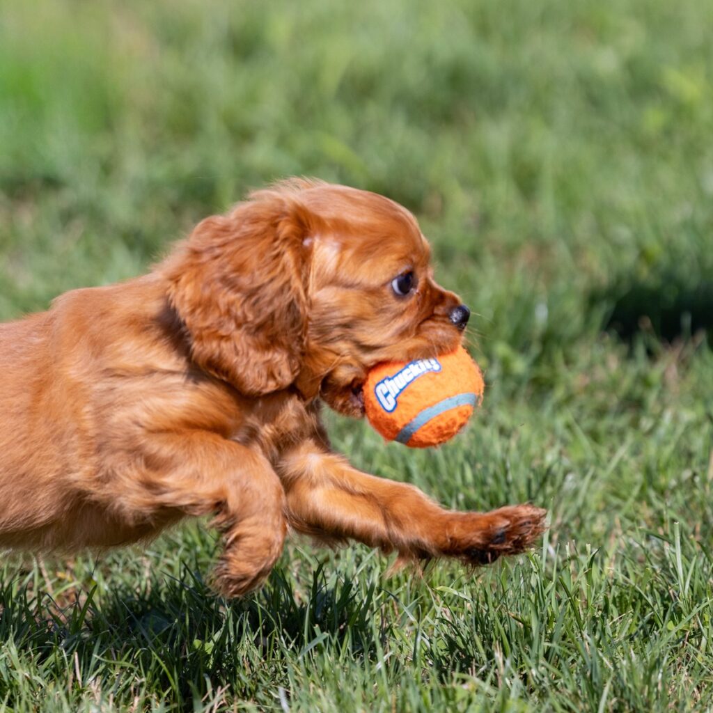 cavalier king charles spaniel breeders near me pa