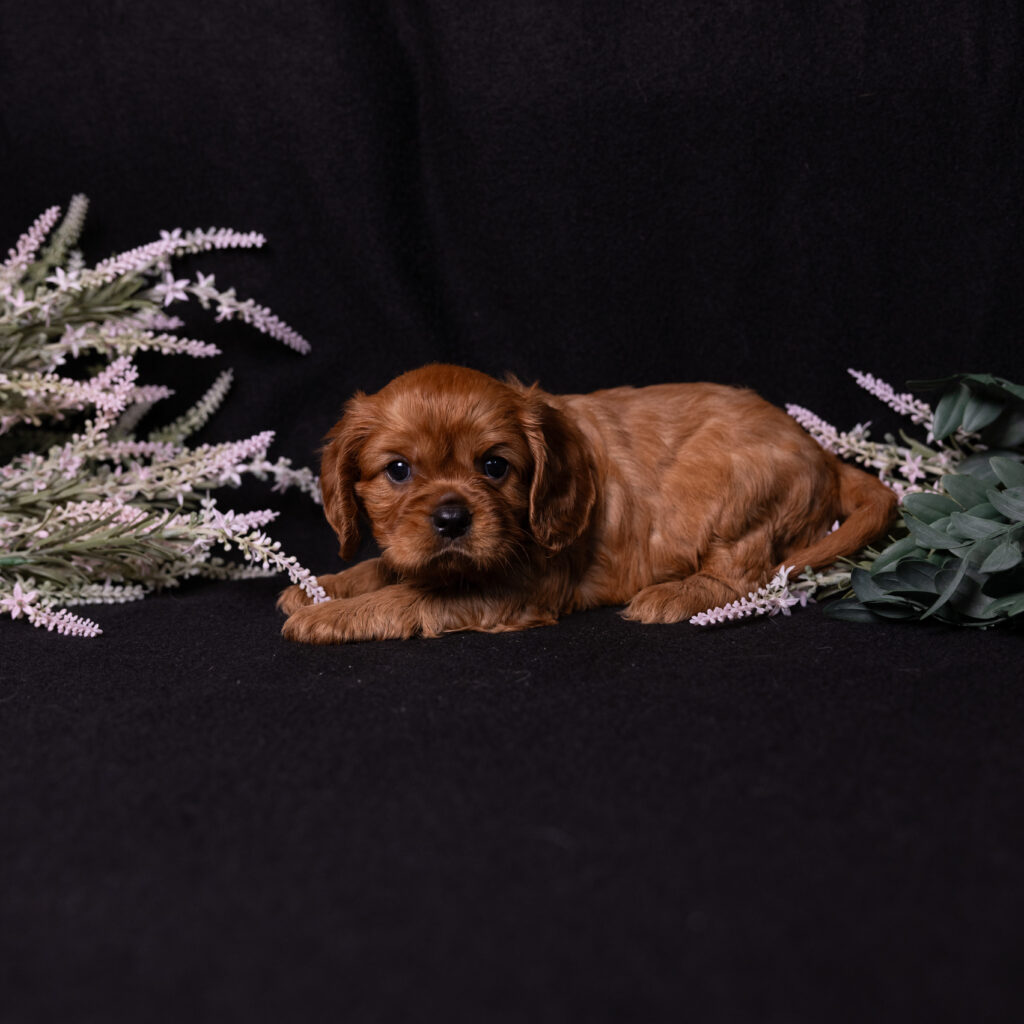 cavalier king charles spaniel breeders near me pa