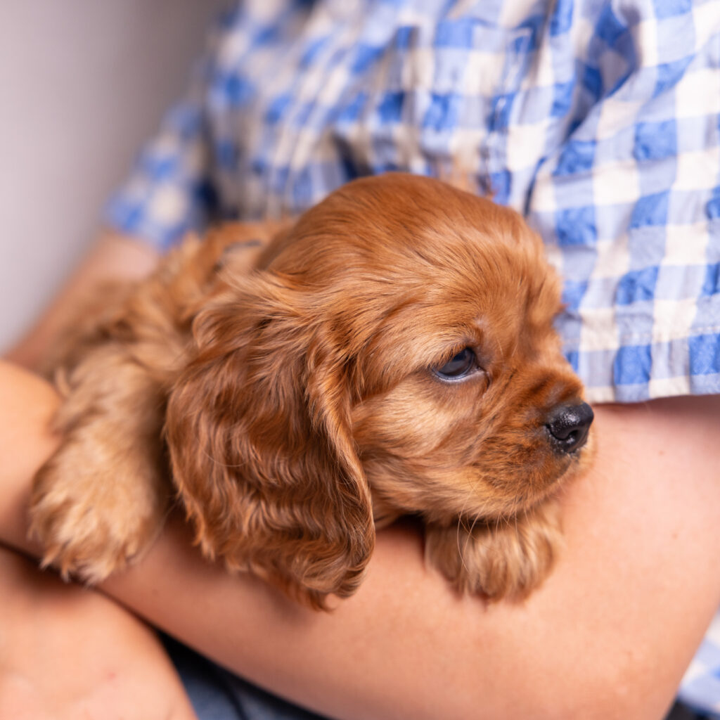 cavalier king charles spaniel breeders near pa