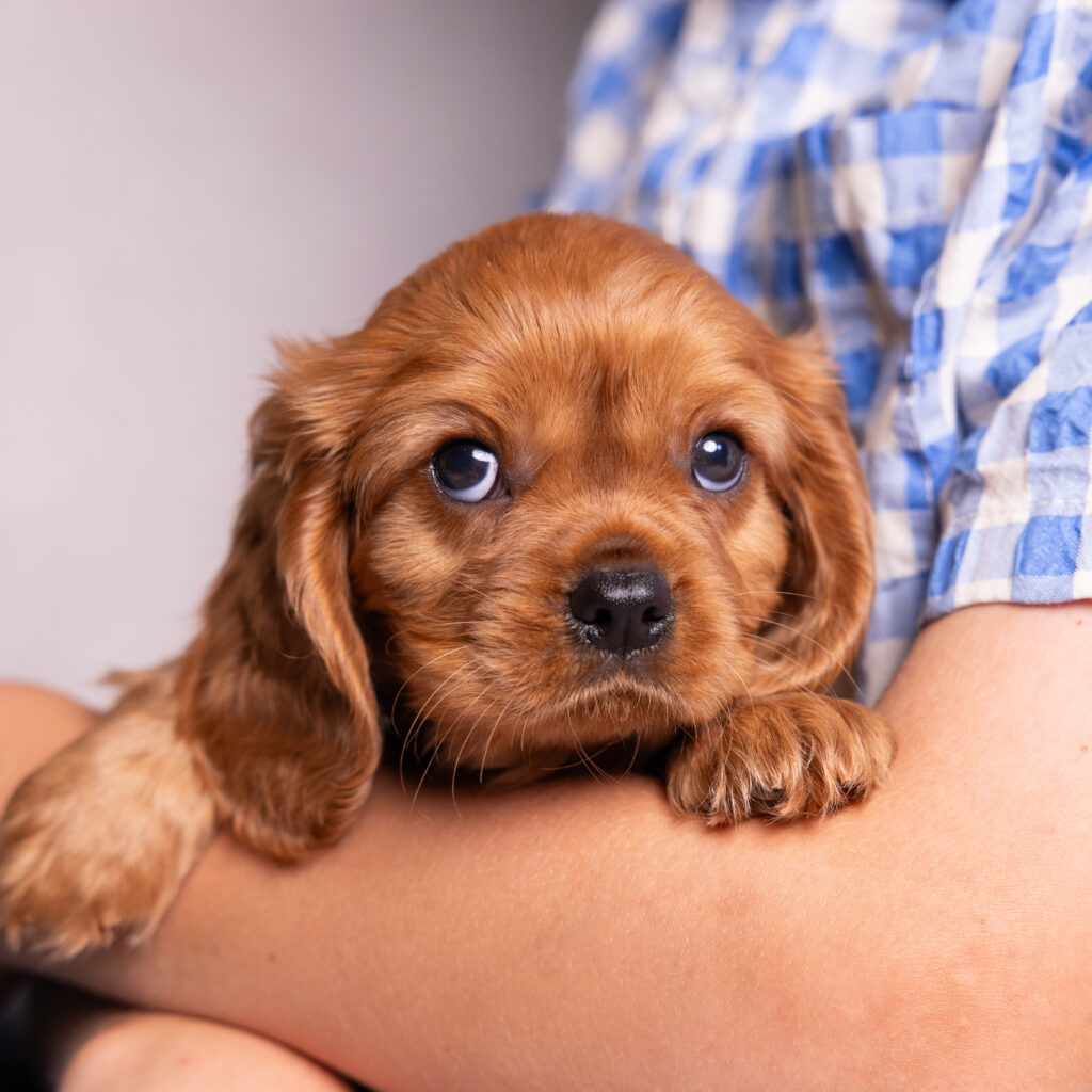 cavalier king charles spaniel breeders pa