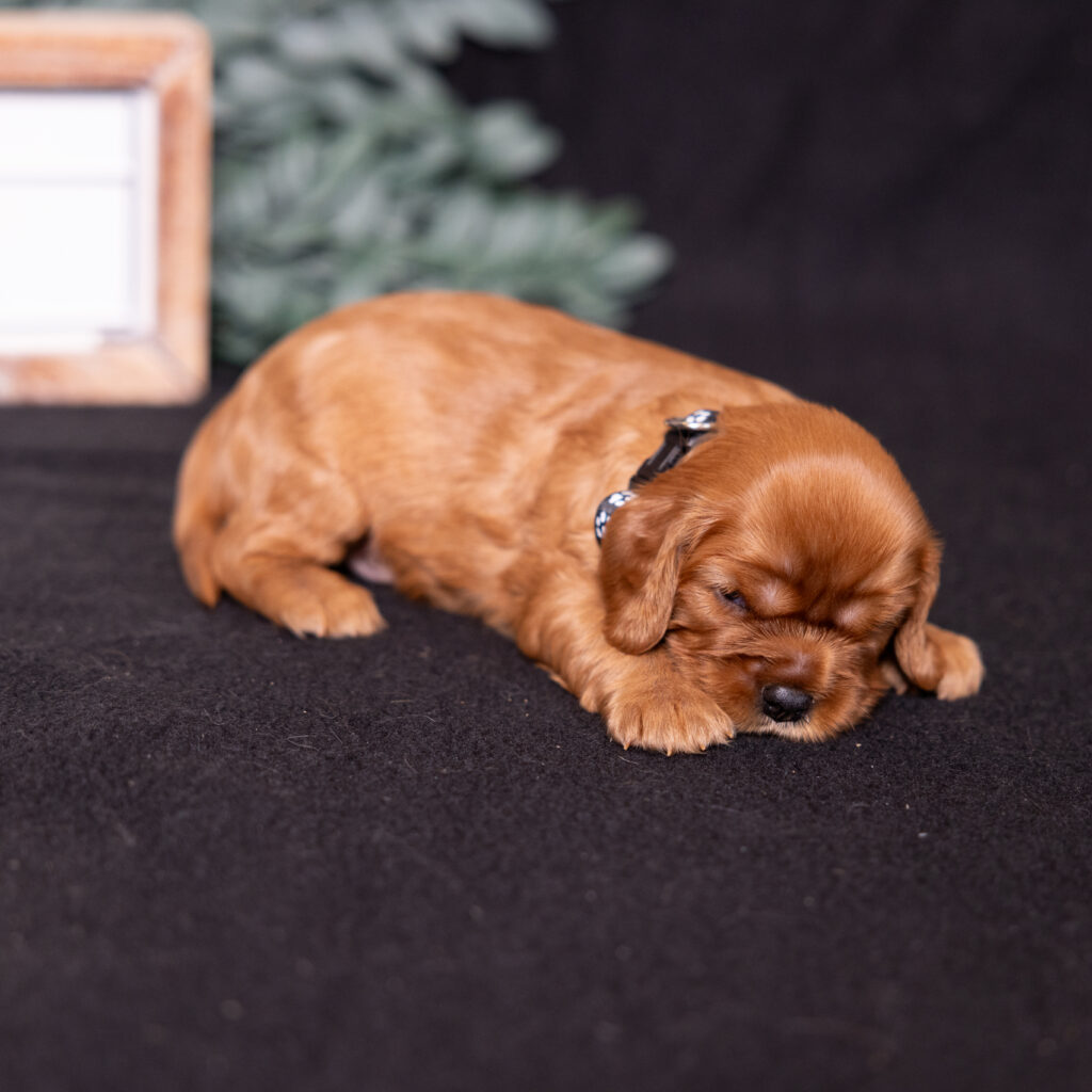 cavalier king charles spaniel breeders pa